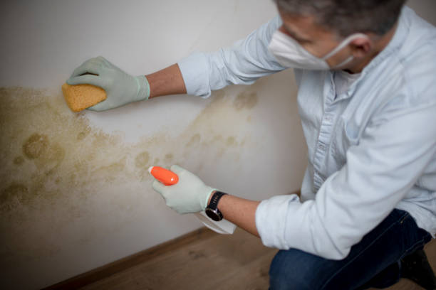 Best White Mold Remediation in Peru, IN